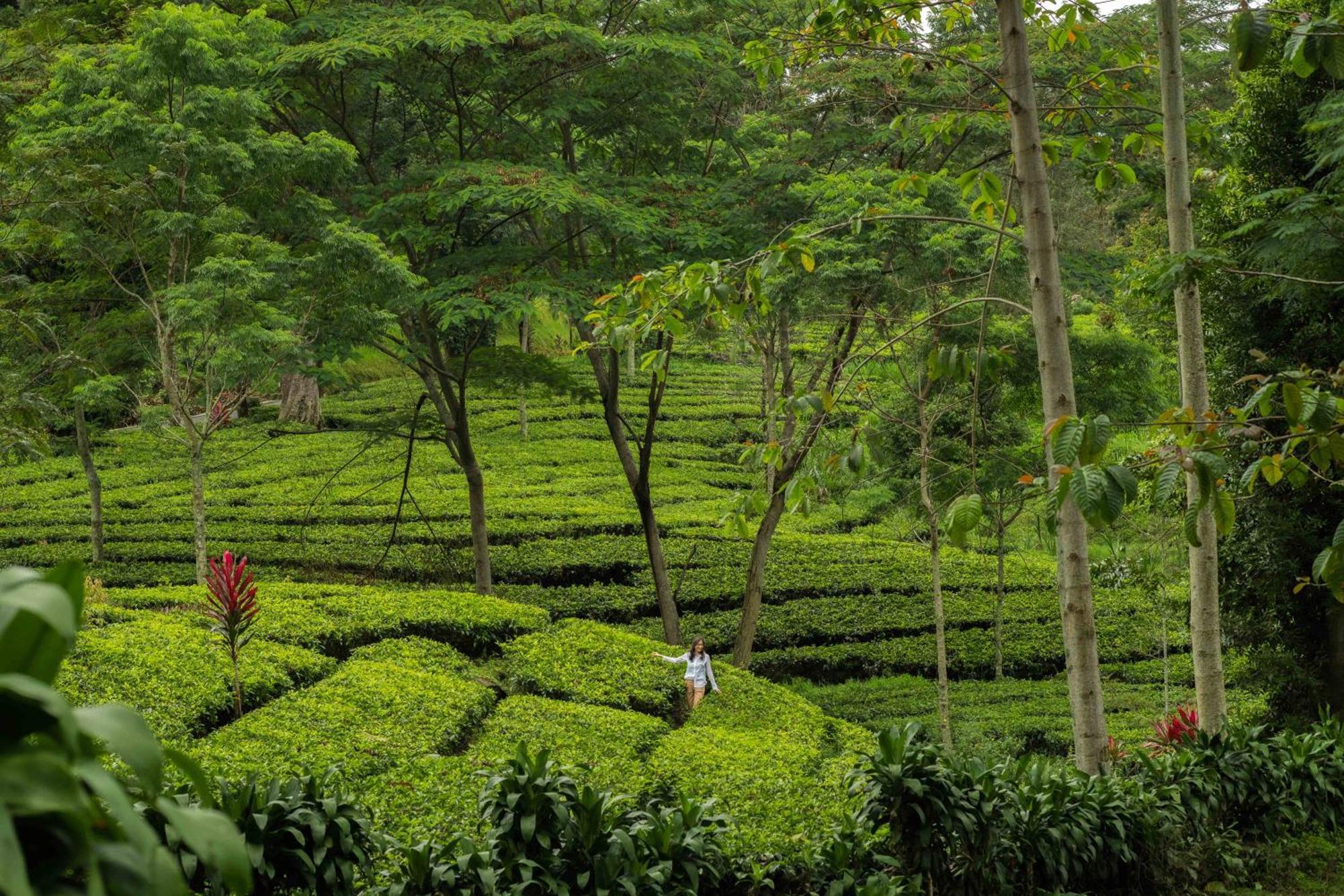Novus Giri Resort & Spa Puncak Eksteriør billede